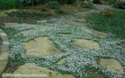 Blue Star Creeper (Laurentia Fluviatilis) - 6 Pack Of Pint Pots -Wilson Bros Gardens Shop Blue Star Creeper 20