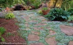 Blue Star Creeper (Laurentia Fluviatilis) - 6 Pack Of Pint Pots -Wilson Bros Gardens Shop Blue Star Creeper 21