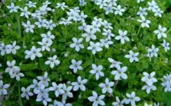Blue Star Creeper (Laurentia Fluviatilis) - 6 Pack Of Pint Pots -Wilson Bros Gardens Shop Blue Star Creeper Laurentia 1