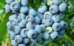 Alice Blue Rabbiteye Blueberry - 1 Gallon Pot -Wilson Bros Gardens Shop Blueberry Alice Blue