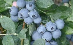 Becky Blue Rabbiteye Blueberry - 2.5 Quart Pot -Wilson Bros Gardens Shop Blueberry Becky Blue