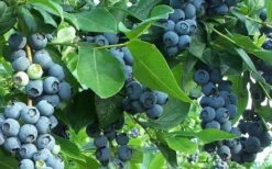 Premier Rabbiteye Blueberry - 6 Pack Of 1 Gallon Pots -Wilson Bros Gardens Shop Blueberry Bush Premier 1