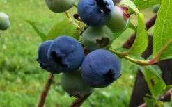 Climax Rabbiteye Blueberry - 3 Gallon Pot -Wilson Bros Gardens Shop Blueberry Climax 2