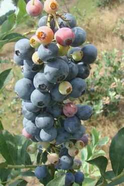 Climax Rabbiteye Blueberry - 3 Gallon Pot