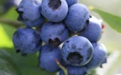 Delite Rabbiteye Blueberry - 1 Gallon Pot -Wilson Bros Gardens Shop Blueberry Delite