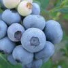Legacy Highbush Blueberry - 6 Pack Of 1 Gallon Pots