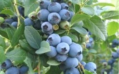 Ochlockonee Rabbiteye Blueberry - 3 Gallon Pot -Wilson Bros Gardens Shop Blueberry Ochlockonee