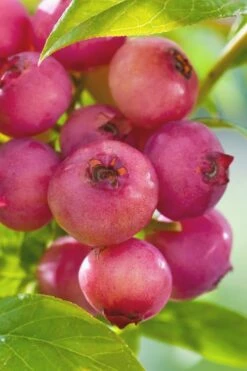 Pink Lemonade Blueberry - 3 Gallon Pot -Wilson Bros Gardens Shop Blueberry Pink Lemonade 6