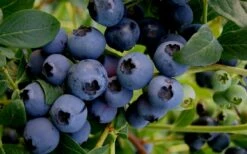 Baldwin Rabbiteye Blueberry - 1 Gallon Pot -Wilson Bros Gardens Shop Blueberry Rabbiteye Baldwin 50