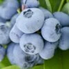 Vernon Rabbiteye Blueberry - 1 Gallon Pot