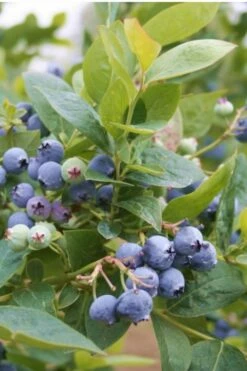 Jubilee Southern Highbush Blueberry - 3 Gallon Pot -Wilson Bros Gardens Shop Blueberry Southern Higbush Jubilee 500x750 1