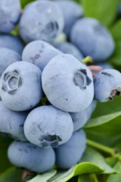 Takes The Cake Rabbiteye Blueberry Bush - 1 Gallon Pot