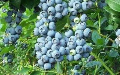 Tifblue Rabbiteye Blueberry - 2.5 Quart Pot -Wilson Bros Gardens Shop Blueberry Tifblue 2