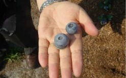 Titan Blueberry - 7 Gallon Pot -Wilson Bros Gardens Shop Blueberry Titan 1