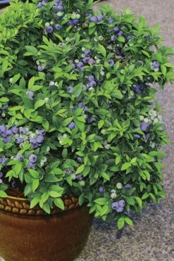 Top Hat Dwarf Blueberry - 1 Gallon Pot -Wilson Bros Gardens Shop Blueberry Top Hat 2