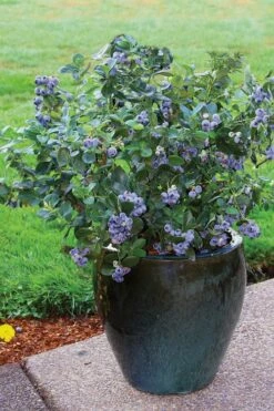 Top Hat Dwarf Blueberry - 1 Gallon Pot -Wilson Bros Gardens Shop Blueberry Top Hat 3