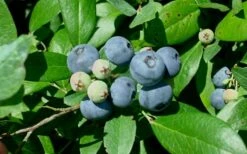 Vernon Rabbiteye Blueberry - 1 Gallon Pot -Wilson Bros Gardens Shop Blueberry Vernon