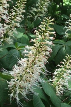 White Bottlebrush Buckeye - Aesculus Parviflora - 5 Gallon Pot