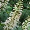 White Bottlebrush Buckeye - Aesculus Parviflora - 7 Gallon Pot (5-6')