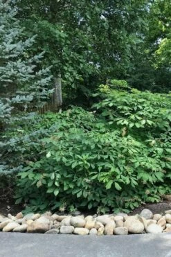 White Bottlebrush Buckeye - Aesculus Parviflora - 3 Gallon Pot -Wilson Bros Gardens Shop Bottlebrush Buckeye White 12 1