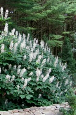 White Bottlebrush Buckeye - Aesculus Parviflora - 5 Gallon Pot -Wilson Bros Gardens Shop Bottlebrush Buckeye White 7 1