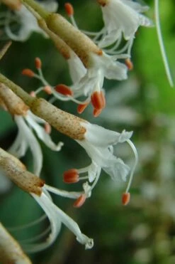 White Bottlebrush Buckeye - Aesculus Parviflora - 5 Gallon Pot -Wilson Bros Gardens Shop Bottlebrush Buckeye White 8 1