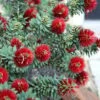 Little John Dwarf Red Bottlebrush (Callistemon Citinus) - 3 Gallon Pot