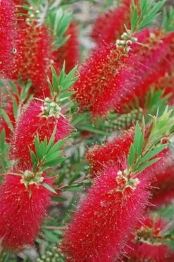Red Cluster Bottlebrush Tree - 3 Gallon Pot -Wilson Bros Gardens Shop Bottlebrush Red Cluster 500x750 2