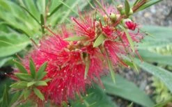 Woodlanders Cold Hardy Red Bottlebrush - Callistemon - 3 Gallon Pot -Wilson Bros Gardens Shop Bottlebrush Woodlanders Hardy 1 1