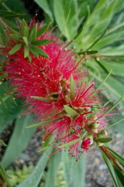 Woodlanders Cold Hardy Red Bottlebrush - Callistemon - 3 Gallon Pot -Wilson Bros Gardens Shop Bottlebrush Woodlanders Hardy Red 20 1