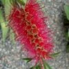 Woodlanders Cold Hardy Red Bottlebrush - Callistemon - 1 Gallon Pot