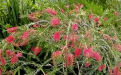 Woodlanders Cold Hardy Red Bottlebrush - Callistemon - 3 Gallon Pot -Wilson Bros Gardens Shop Bottlebrush Woodlanders Hardy Red 22 1
