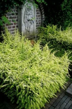 Baggesens Gold Box Leaf Honeysuckle - Quart Pot