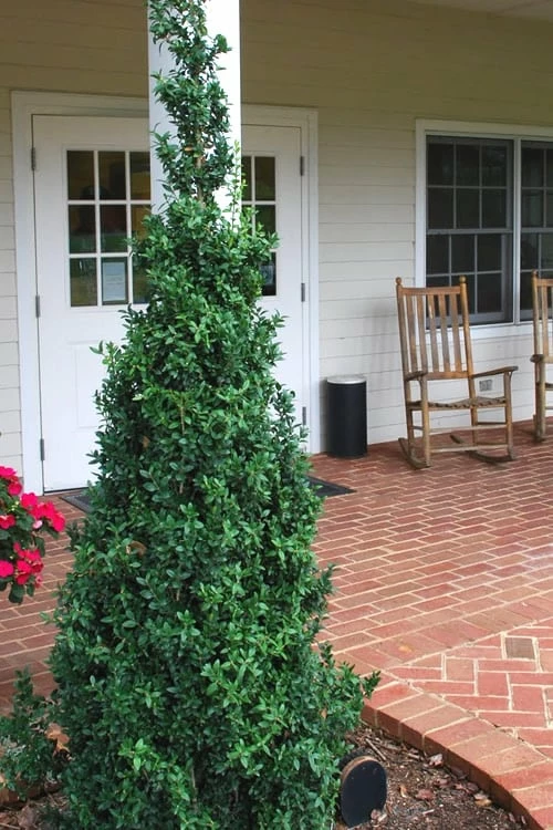 Dee Runk Columnar Boxwood - 2 Gallon Pot 1 Dee Runk Columnar Boxwood - 2 Gallon Pot