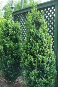 Dee Runk Columnar Boxwood - 3 Gallon Pot 7 Dee Runk Columnar Boxwood - 3 Gallon Pot -Wilson Bros Gardens Shop Boxwood Dee Runk 2 500x750 3