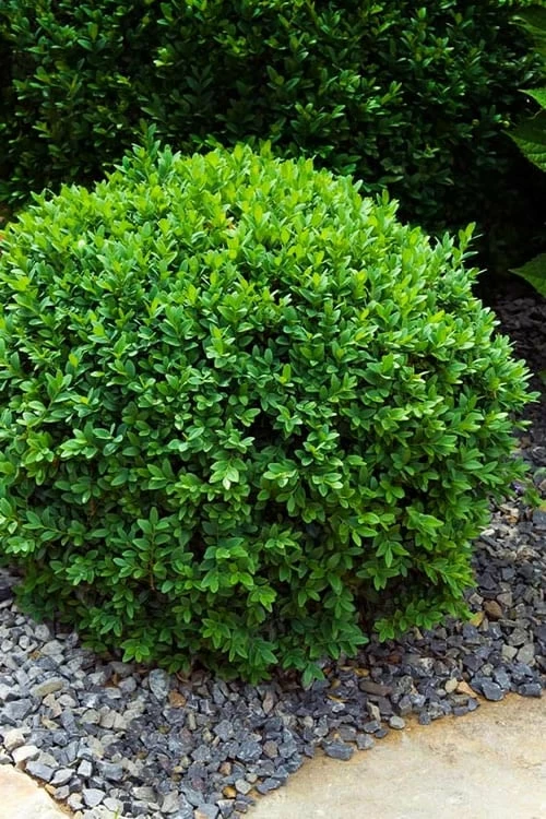 Dwarf English Boxwood - 6 Pack Of 1 Gallon Pots 1 Dwarf English Boxwood - 6 Pack Of 1 Gallon Pots