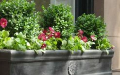 Dwarf English Boxwood - 1 Gallon Pot -Wilson Bros Gardens Shop Boxwood Dwarf English 2 1