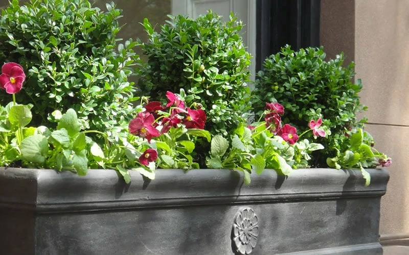 Dwarf English Boxwood - 6 Pack Of 1 Gallon Pots 5 Dwarf English Boxwood - 6 Pack Of 1 Gallon Pots - Image 5