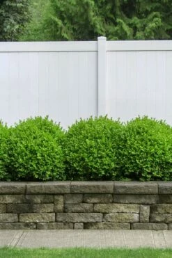 Dwarf English Boxwood - 1 Gallon Pot -Wilson Bros Gardens Shop Boxwood Dwarf English 3 1