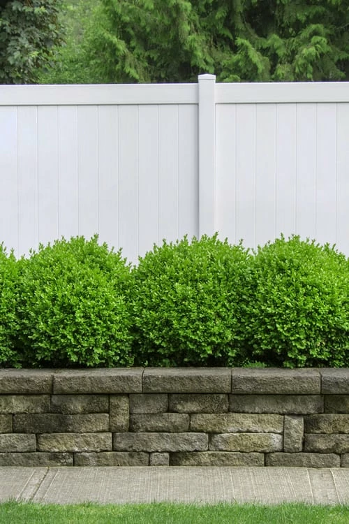 Dwarf English Boxwood - 6 Pack Of 1 Gallon Pots 4 Dwarf English Boxwood - 6 Pack Of 1 Gallon Pots - Image 4