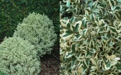 Dwarf Variegated Boxwood - 5 Gallon Pot -Wilson Bros Gardens Shop Boxwood Dwarf Variegated 50 3