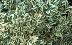Dwarf Variegated Boxwood - 6 Pack Of 1 Gallon Pots -Wilson Bros Gardens Shop Boxwood Dwarf Variegated 51 1