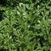 Franklins Gem Dwarf Boxwood - 3 Gallon Pot
