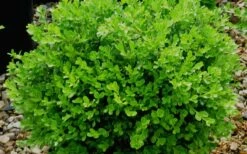 Franklins Gem Dwarf Boxwood - 6 Pack Of 1 Gallon Pots 9 Franklins Gem Dwarf Boxwood - 6 Pack Of 1 Gallon Pots -Wilson Bros Gardens Shop Boxwood Franklins Gem 2