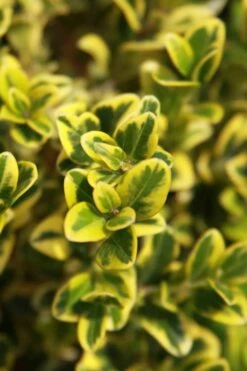 Golden Triumph Variegated Dwarf Boxwood - 3 Gallon Pot 11 Golden Triumph Variegated Dwarf Boxwood - 3 Gallon Pot -Wilson Bros Gardens Shop Boxwood Golden Triumph 3 2