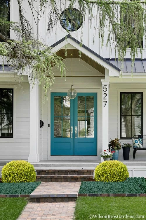 Golden Triumph Variegated Dwarf Boxwood - 3 Gallon Pot 5 Golden Triumph Variegated Dwarf Boxwood - 3 Gallon Pot - Image 5