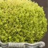 Golden Triumph Variegated Dwarf Boxwood - 1 Gallon Pot