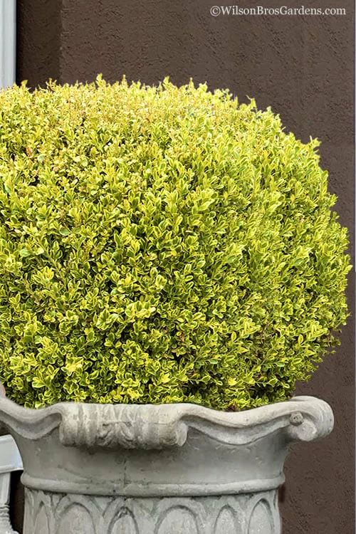 Golden Triumph Variegated Dwarf Boxwood - 1 Gallon Pot 1 Golden Triumph Variegated Dwarf Boxwood - 1 Gallon Pot