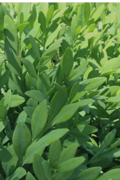 Green Mountain Boxwood - 6 Pack Of 1 Gallon Pots -Wilson Bros Gardens Shop Boxwood Green Mountain 12 2