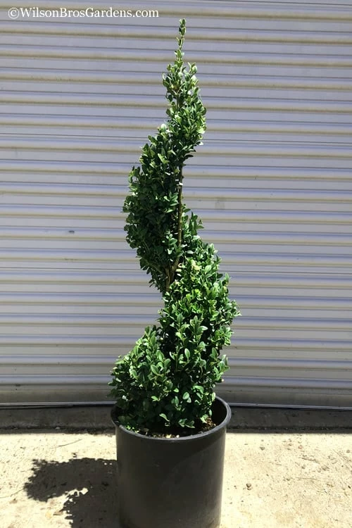 Green Mountain Boxwood Spiral Topiary - 5 Gallon Pot 4 Green Mountain Boxwood Spiral Topiary - 5 Gallon Pot - Image 4